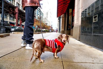 Dog standing on zebra crossing in city