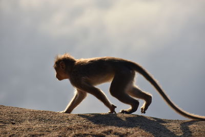 Side view of an animal on rock against sky