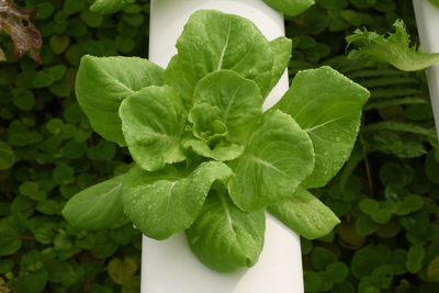 Close-up of green plant