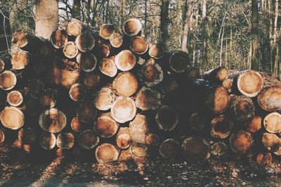 Stack of logs in forest