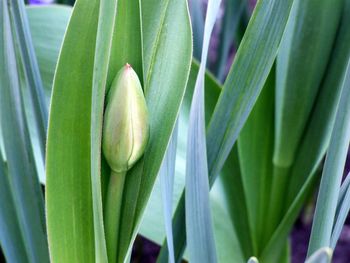 Close-up of green plant