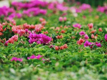 Pink flowers blooming in park