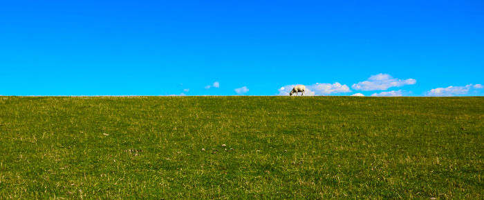 View of a horse on field