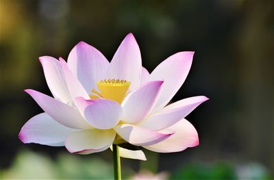 Close-up of water lily in pond