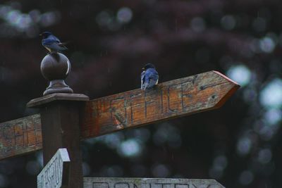 Close-up of bird perching outdoors