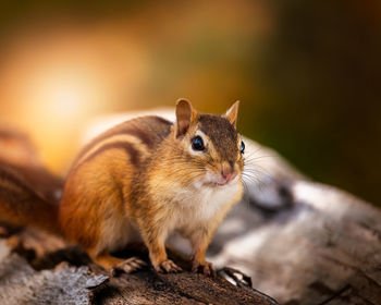 Close-up of squirrel on rock