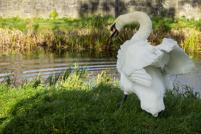 Swan in blessington park in dublin