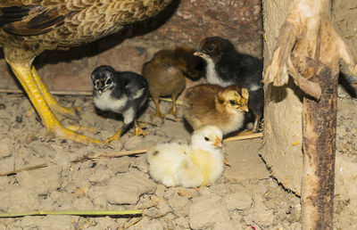 High angle view of ducklings sitting on stone