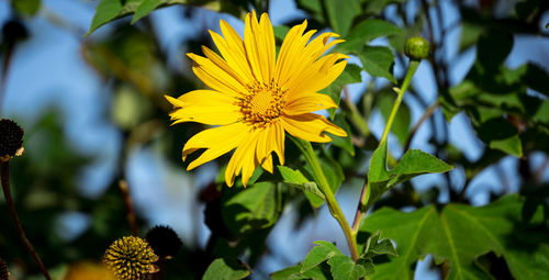 Close-up of yellow flowering plant