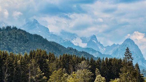 Scenic view of pine trees against sky