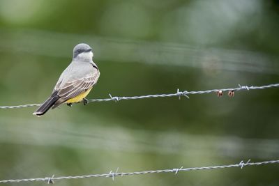 Bird perching on a fence