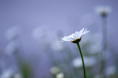 Close-up of white flowering plant