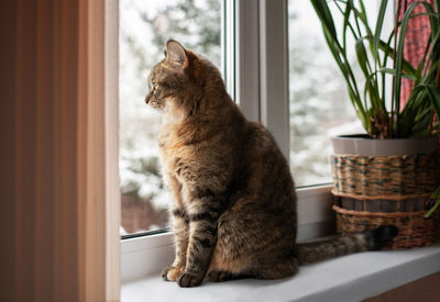 Close-up of a cute striped tricolor female sitting on a windowsill in a home room, looking out 