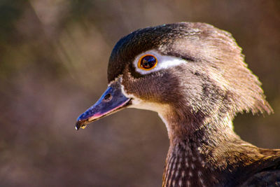 Close-up of female wood duck