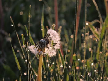 Close-up of dandelion flower on field