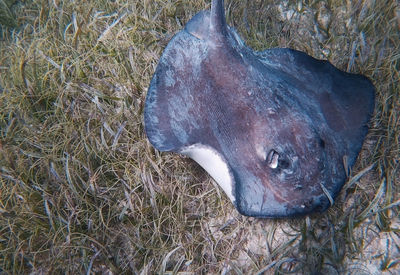 High angle view of fish on field