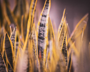 Close-up of wheat growing on field