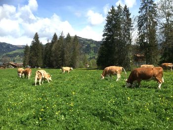 Cows grazing in a field