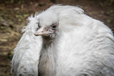 Close-up of a bird