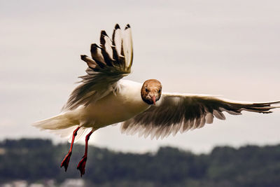 Blackheaded seagull close-up, looking into camera when starting off to fly.