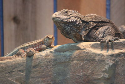 Close-up of a lizard