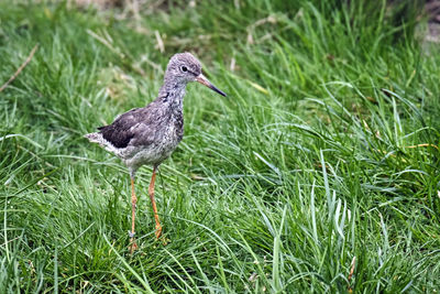 Close-up of a bird on grass