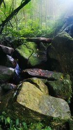 Rocks in forest