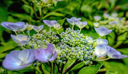 Close-up of purple flowering plants