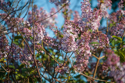 Close-up of cherry blossom on tree