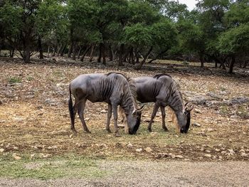 Elephants in a field