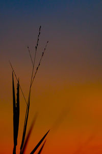 Low angle view of silhouette plants against orange sky