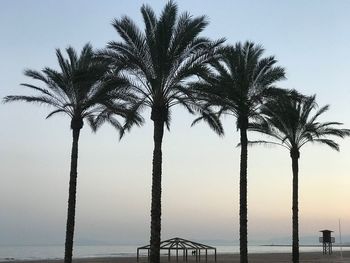 Palm trees at beach against sky