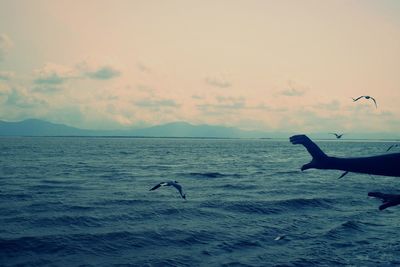 Silhouette birds flying over sea against sky