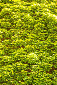 Full frame shot of plants