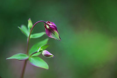 Close-up of purple flowering plant