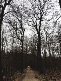 Bare trees in forest against sky