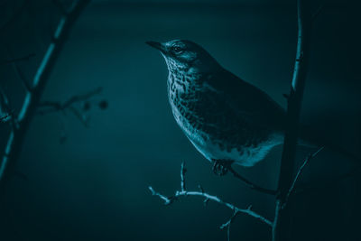 Close-up of bird perching on branch