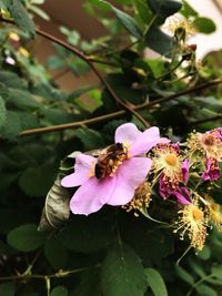 Close-up of bee on pink flower