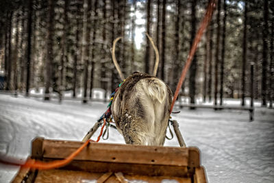 View of a horse in winter