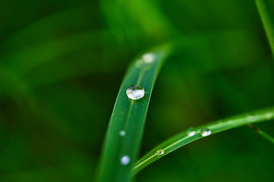 Close-up view of water drops on grass blade