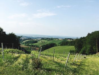 Scenic view of field against sky