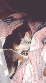 Close-up of dog sleeping on bed