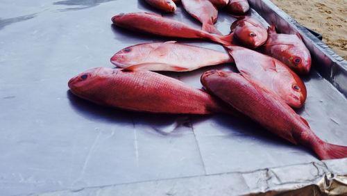 High angle view of red snapper fish at beach