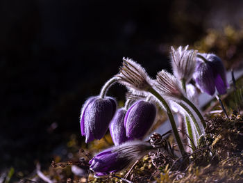 Close-up of purple crocus flowers on field