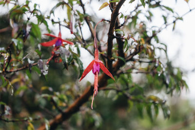 Close-up of red berries on tree