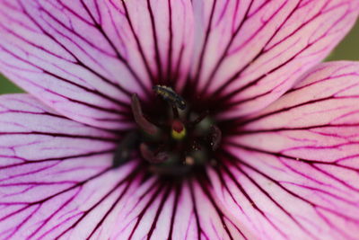 Full frame shot of fresh purple flower blooming outdoors