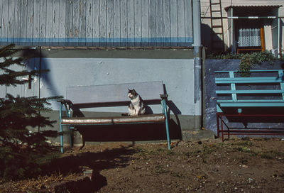 View of a dog sitting against building