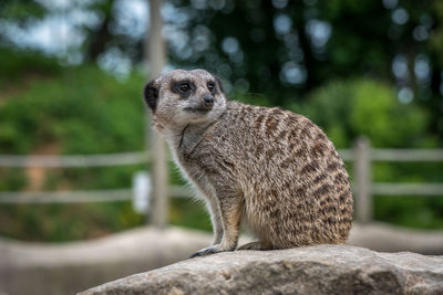 Close-up of meerkat