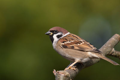 Male field sparrow on willow branch against green background