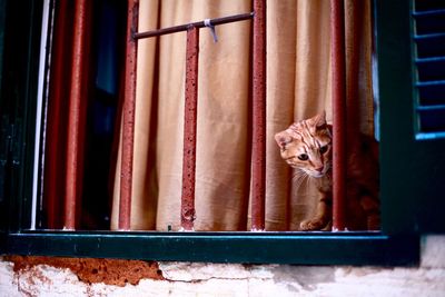 Cat peeking through window
